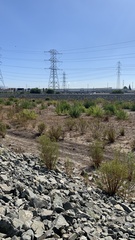 Baccharis salicifolia