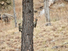 Colaptes melanochloros