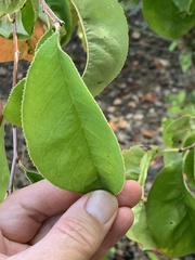 Pseudocydonia sinensis
