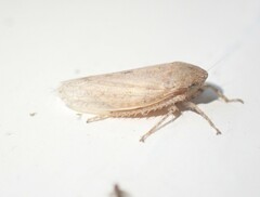 Curtara insularis