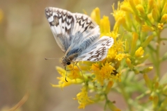 Heliopetes ericetorum