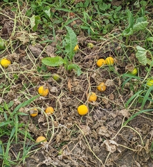 Cucumis melo agrestis