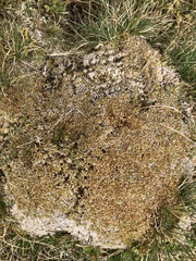 Racomitrium lanuginosum