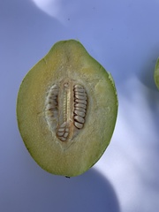 Pseudocydonia sinensis