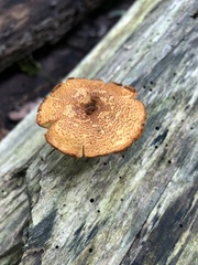 Pholiota granulosa