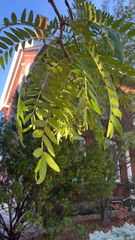 Gleditsia triacanthos