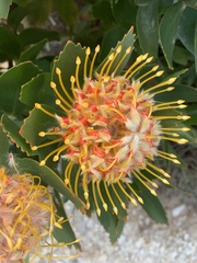 Leucospermum