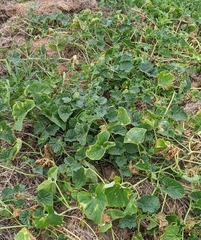 Cucumis melo agrestis