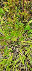 Vaccinium myrtilloides