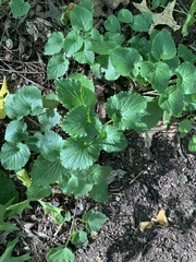 Agastache foeniculum
