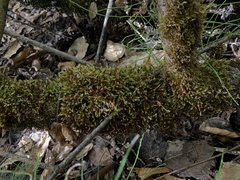 Homalothecium fulgescens