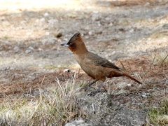Pseudoseisura lophotes