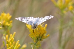 Heliopetes ericetorum