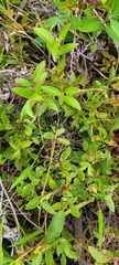 Vaccinium myrtilloides