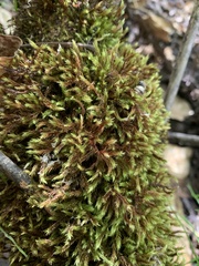 Homalothecium fulgescens