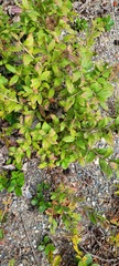 Vaccinium myrtilloides