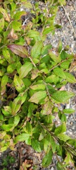 Vaccinium myrtilloides