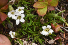 Cherleria biflora