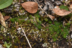 Selaginella densa