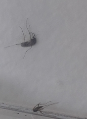 Aedes albopictus