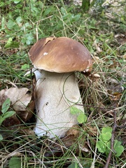 Boletus reticulatus