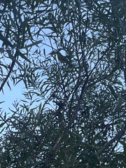 Leiothlypis celata