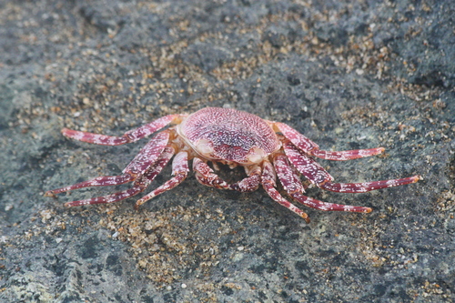 Grapsus grapsus