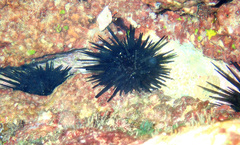 Echinometra lucunter