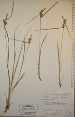 Carex cryptolepis