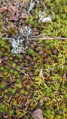 Lepus americanus