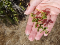 Baccharis pilularis