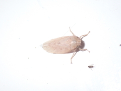 Curtara insularis