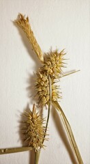 Carex cryptolepis