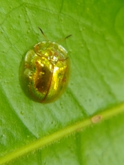 Charidotella