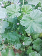 Malva