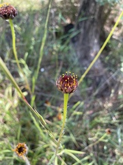Helianthus radula