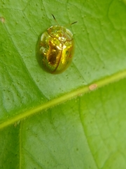 Charidotella