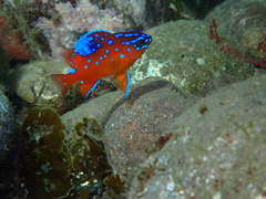 Hypsypops rubicundus