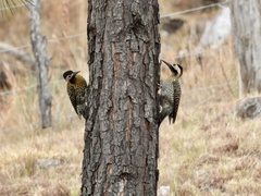 Colaptes melanochloros