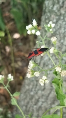 Oncopeltus fasciatus