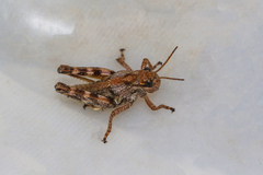 Podisma pedestris
