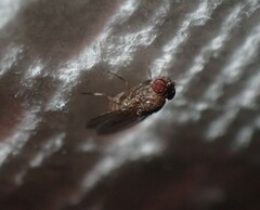 Drosophila repleta