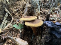 Hygrophoropsis rufa