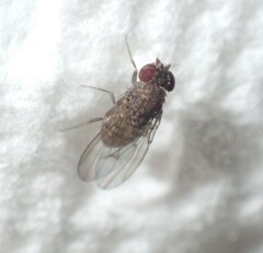 Drosophila repleta