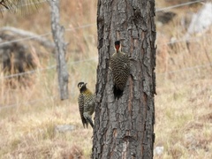 Colaptes melanochloros