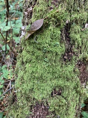 Hypnum circinale