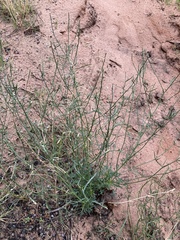 Lepidium montanum