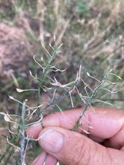 Lepidium montanum