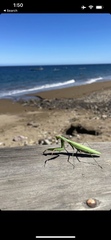 Mantodea