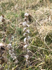 Omalotheca sylvatica